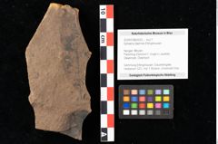 Foto (Objekt + Etikett) von Sphaeria daphnes Ettingshausen (NHMW-GEO-2024-0188-0033)